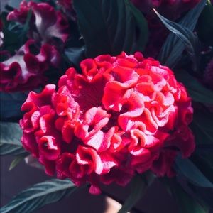 Meet your Posher, Nicol